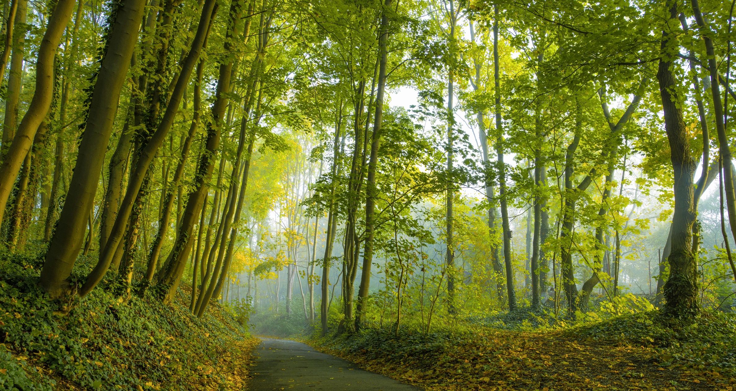 Wide shot of a road going through a forest full of beautiful tall trees captured at day time