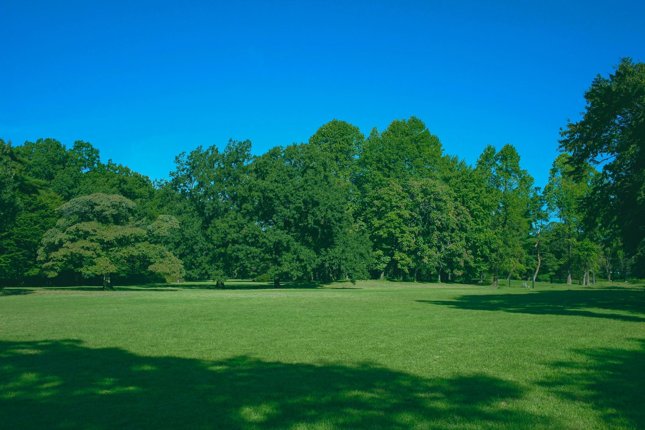 Lush green park landscape
