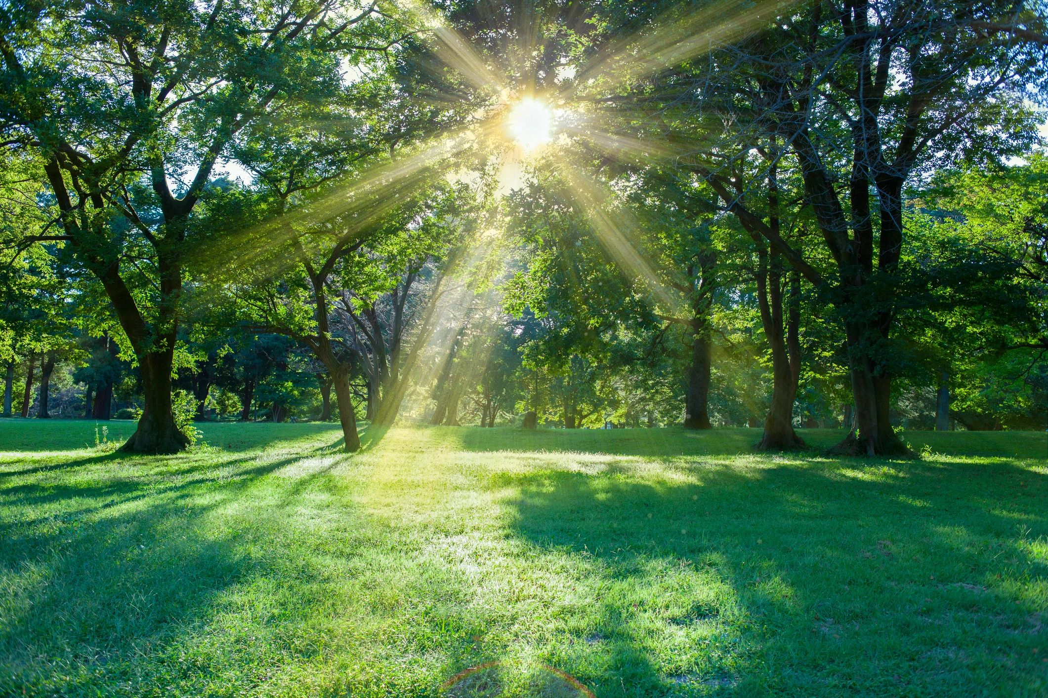 Sunlight through a green forest