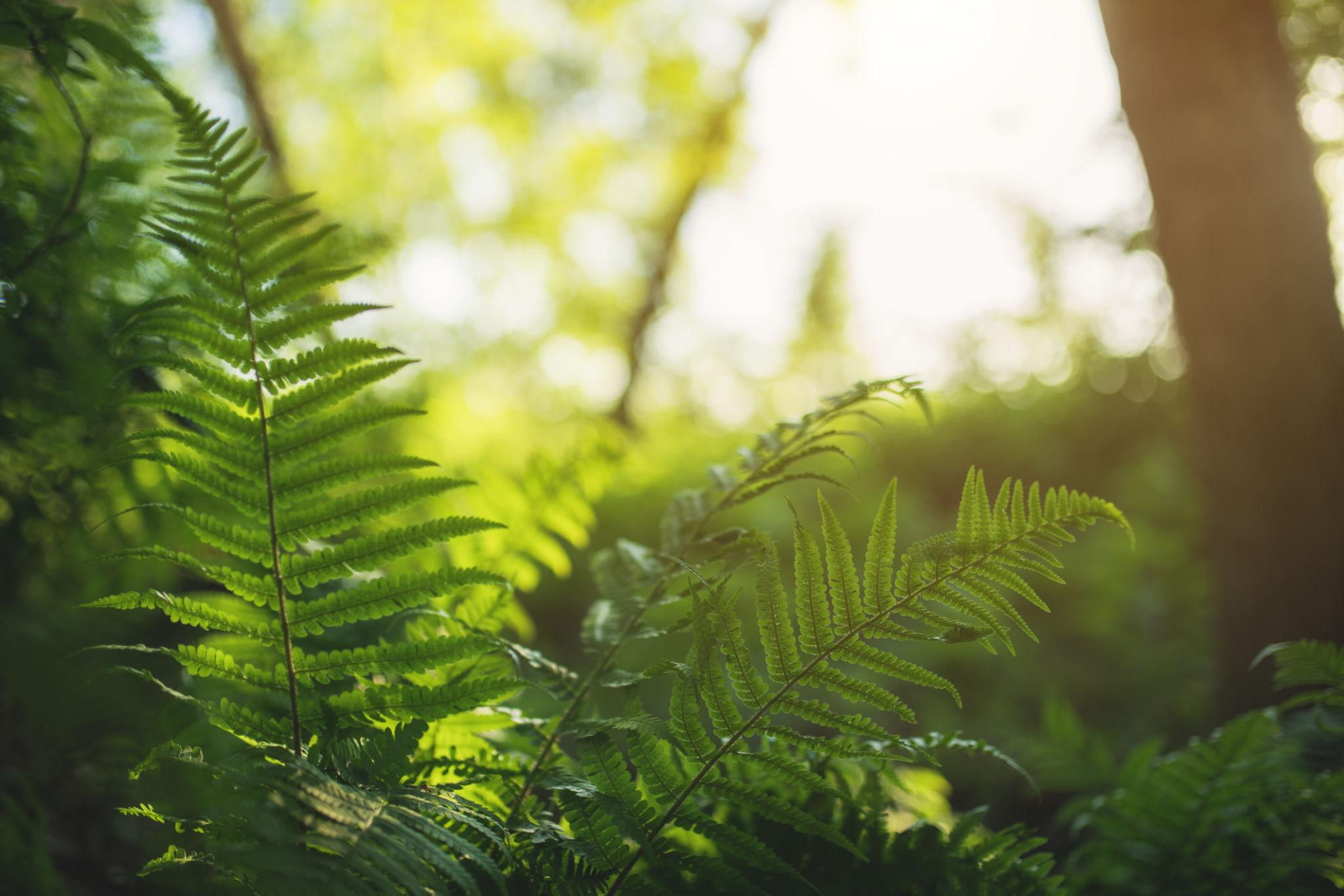 Sunlit green fern foliage in a woodland setting